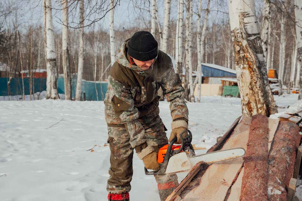 The Steps Involved in Our Tree Care Process in Gunbarrel, CO